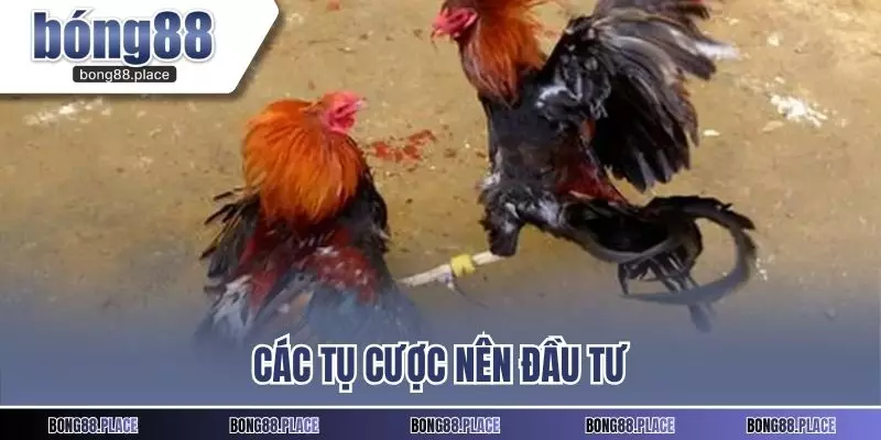 Các tụ cược nên đầu tư