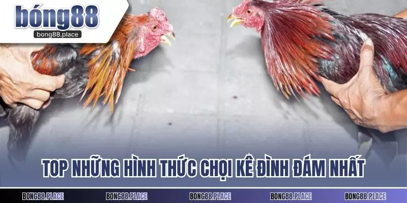 Top những hình thức chọi kê đình đám nhất